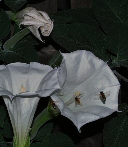 Copyright 2008 Kate Brooke