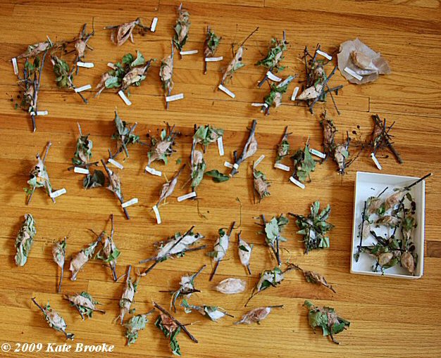 Copyright 2009 Kate Brooke