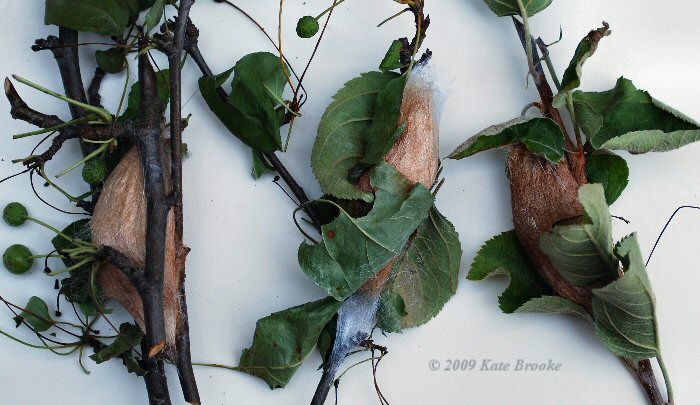 Copyright 2009 Kate Brooke