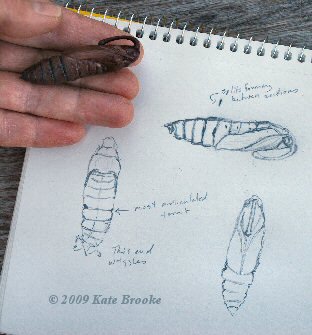 Copyright 2009 Kate Brooke